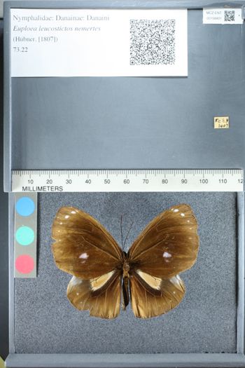 Media type: image;   Entomology 158401